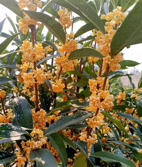 家種桂花|桂花種植指南：澆水、施肥、溫度全攻略 